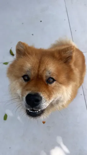 DOAÇÃO CHOW CHOW