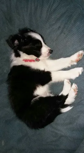 Filhotes de Border Collie | Cheios de energia positiva