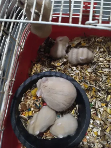 Animais domésticos 