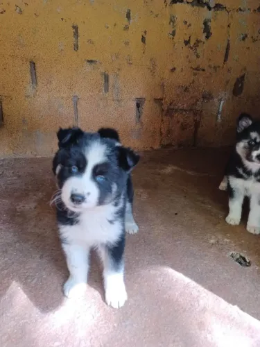 Filhote husky siberiano, Os melhores amigos têm quatro patas e um coração gigante!