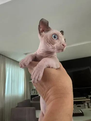 Gata Sphynx Dwelf