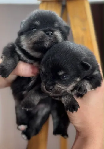 Filhotes de spitz alemão / lulu da Pomerânia