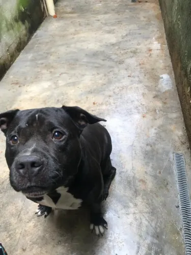 Para doação Pit Bull