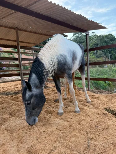 Vendo cavalo manga larga registrado muito manso cabal castrado
