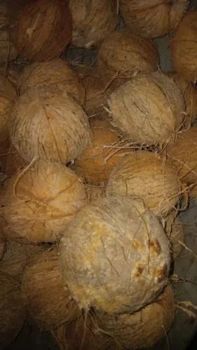 Coco seco para o São João