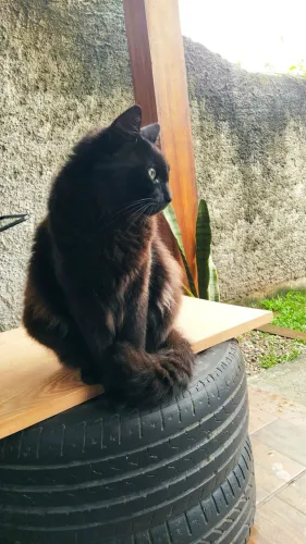 Doação Gata castrada 2 anos