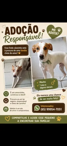 Cachorro
