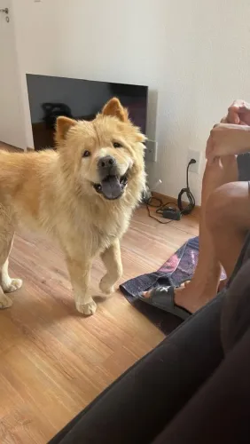VENDE-SE CHOW CHOW ADULTO FÊMEA 