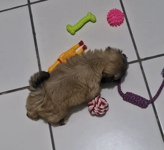 Cachorro shih tzu