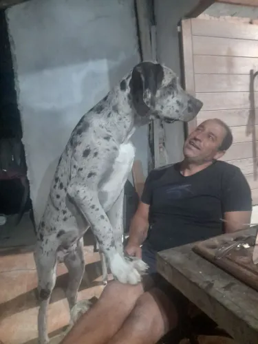 Procuro namorada dog alemão