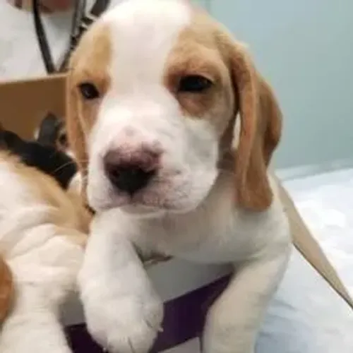 Beagle,Beagle Filhote Selecionado Alta Procedência