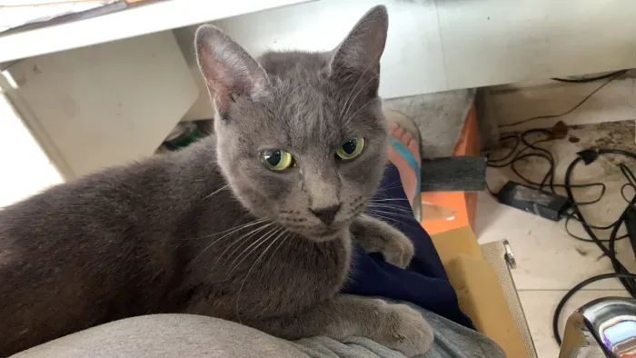 Gata Azul Russo 