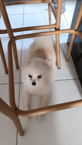 Lulu da Pomerânia