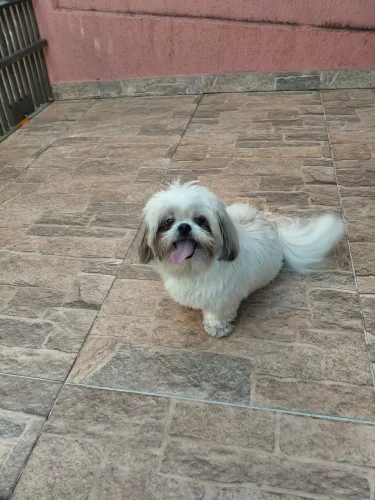 Vende-se cachorrinha Shitzu, completou 1 ano recentemente, brincalhona, castrada 