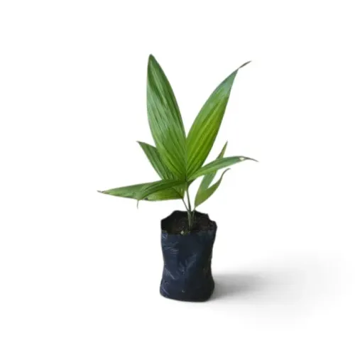 Kit 10 Mudas Palmeira Areca Fruto Vermelho Para Jardim
