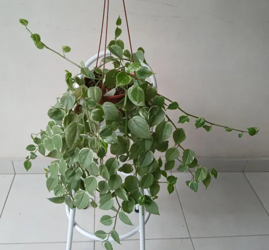 Planta Peperomia Scandens. 