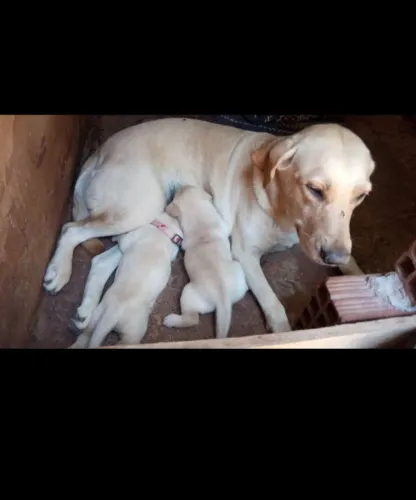 LABRADOR 
