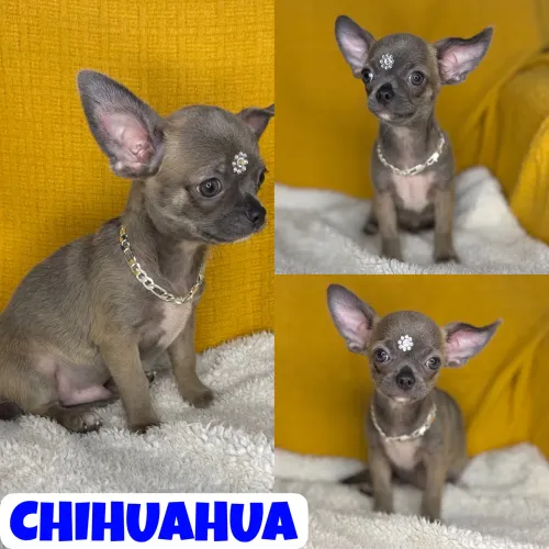 Machinho de Chihuahua Pêlo Curto c/ Pedigre + Garantia + Parcelado 12x