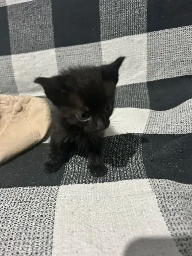 doação de gatos filhotes