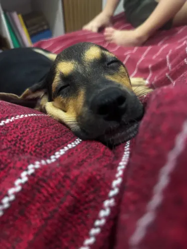 Cachorrinho para adoção