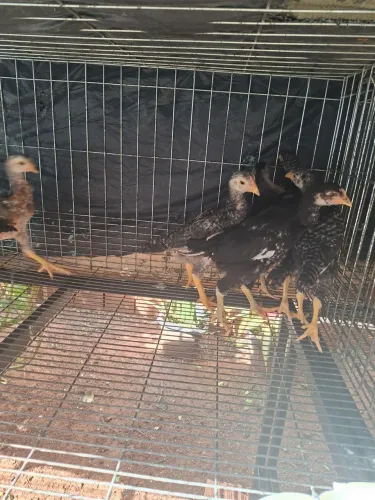 Vendo franguihos caipira 