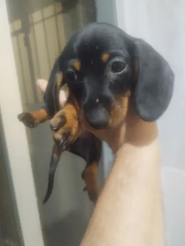 Dachshund Originais ( Cartão até 12x)