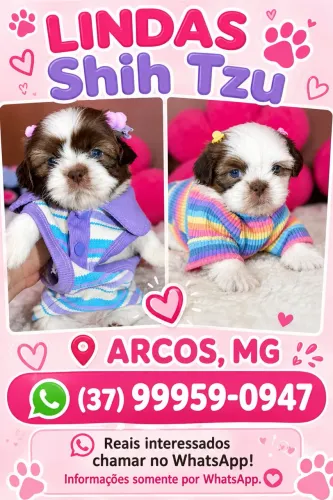 Filhotes shihtzu 