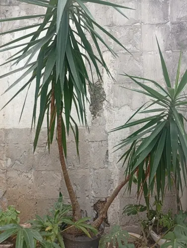 Pé de Elefante - Yucca Elelepantipes
