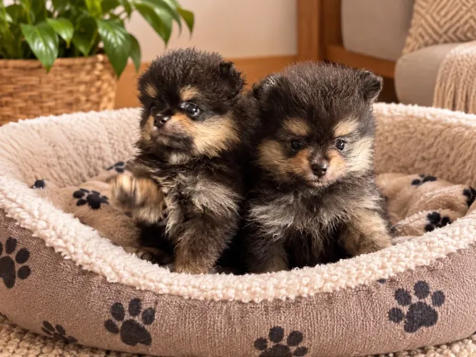 Lulu da Pomerania