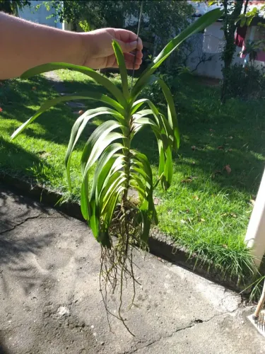 Orquídea Vanda