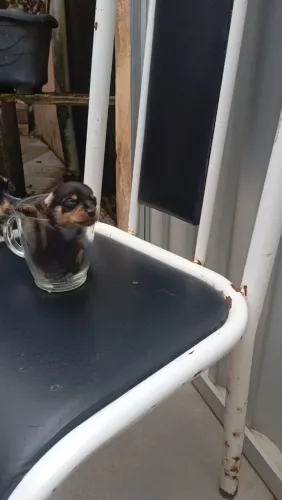 Vendo pinscher 