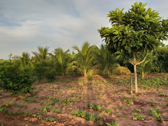 Lindo Sitio em Auriflama região de Araçatuba