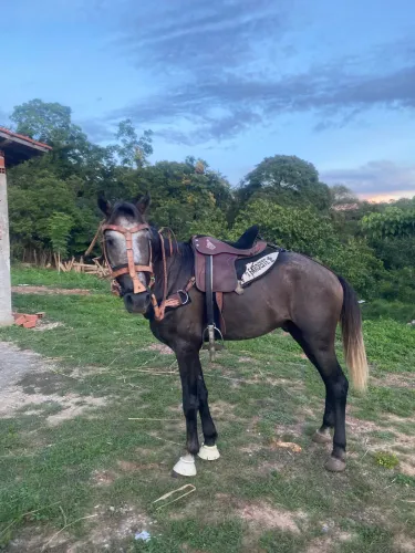 Vendo cabeçada para campo toda em couro completa 