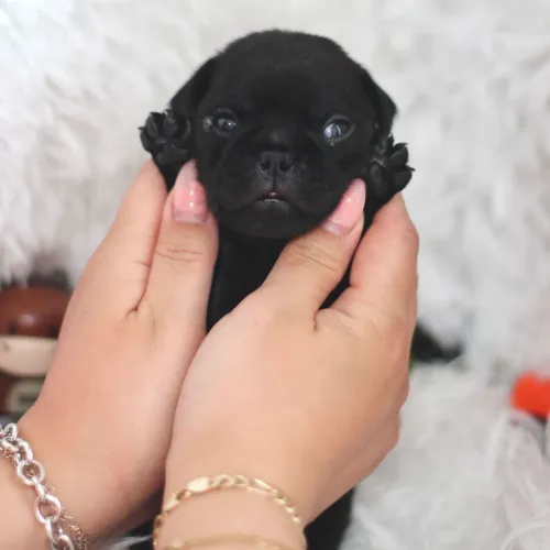 Pug/ Macho e Fêmea disponível 
