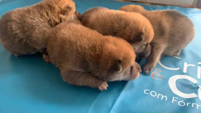 Lindos filhotes Shiba Inu 