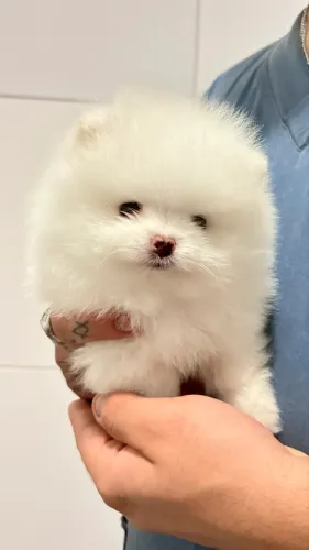 Filhote Spitz alemão (lulu)