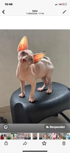 Sphynx 