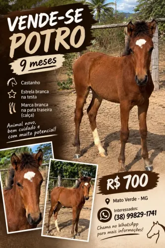 POTRO Á VENDA