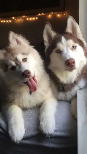 Husky siberiano pelagem longa wooly