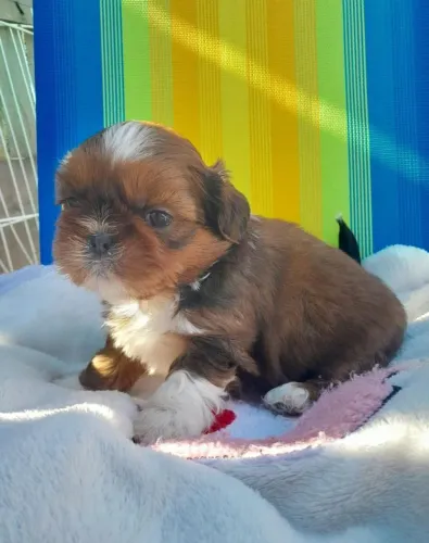 Shih tzu meninos