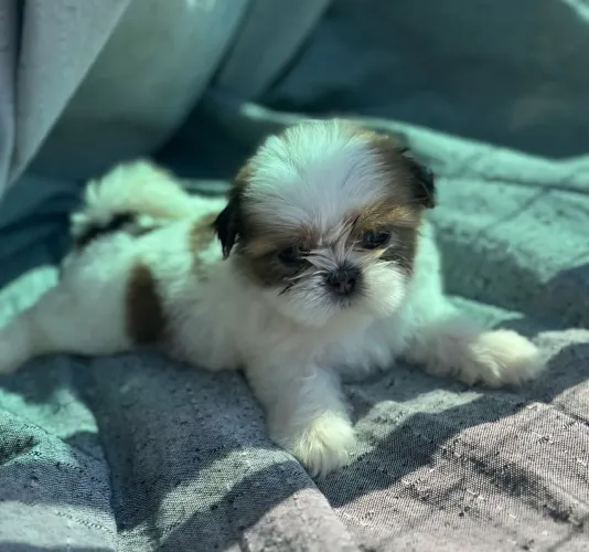 SHIH TZU MACHO