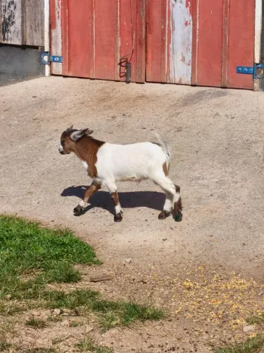Mini cabrito macho e fêmea.