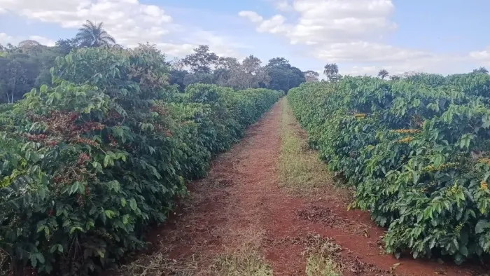 sitio em santo más de aquino 11 alqueires 6.600.000.00    ( m )