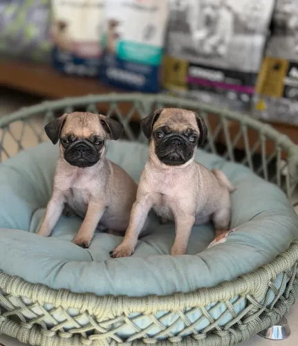 Filhote de Pug