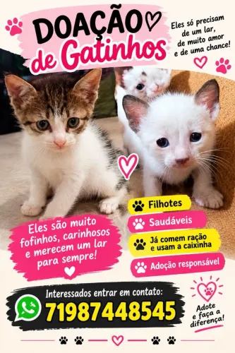 Filhote de gatinhos
