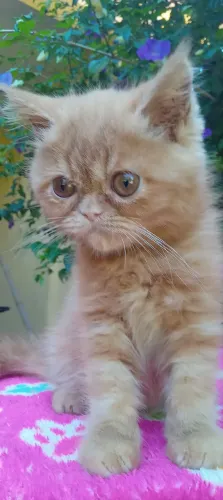 Filhote Persa Exótico 