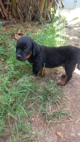 Lindos filhotes de Rottweiler à venda!