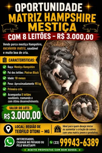 Lote de suínos 