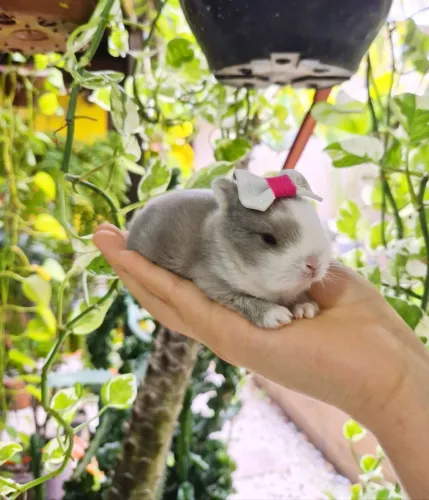Filhotes netherland dwarf para reserva