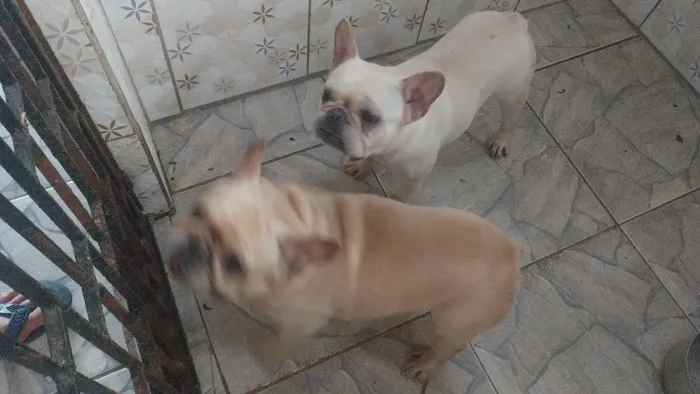 TROCO CASAL DE BULLDOG FRANCÊS EM SPITZ ALEMÃO OU CHIHUAHUA 